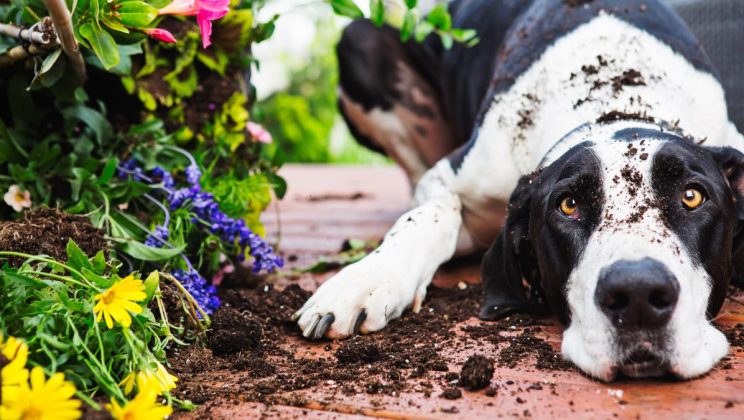 Lo que debes saber: ¿Por qué mi perro come tierra?