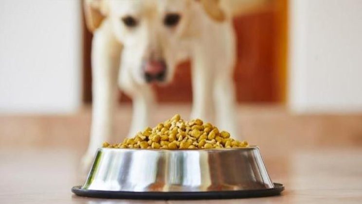 ¿Por qué mi perro no come?: Todo lo que necesitas saber